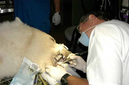 Dr. John Scheels - Exotic Animal Dentistry