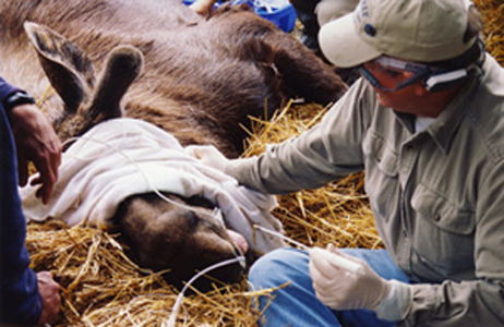 Dr. John Scheels - Exotic Animal Dentistry