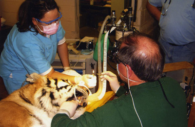 Dr. John Scheels - Exotic Animal Dentistry