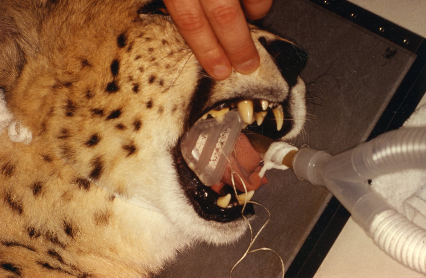 Dr. John Scheels - Exotic Animal Dentistry