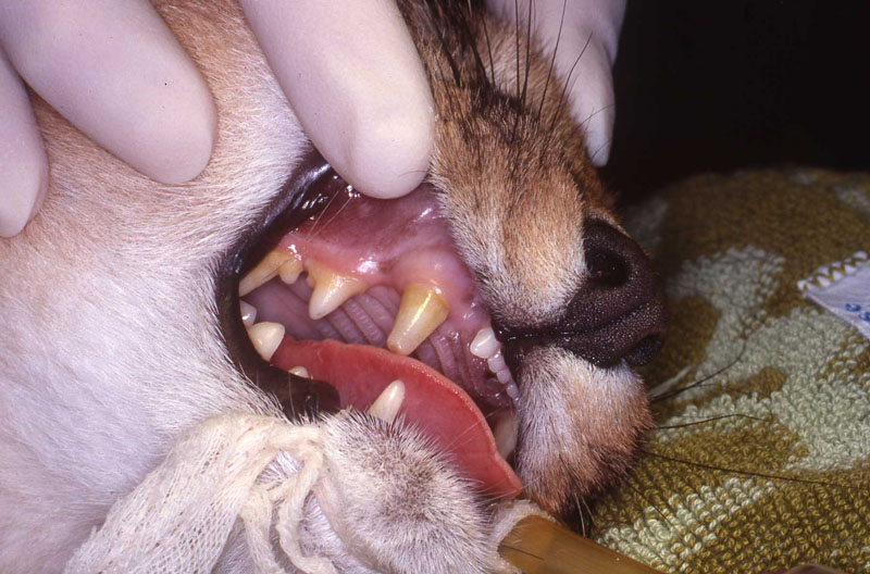 Dr. John Scheels - Exotic Animal Dentistry