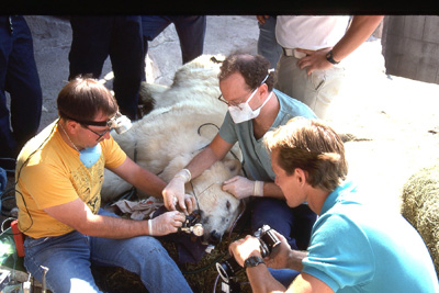 Dr. John Scheels - Exotic Animal Dentistry