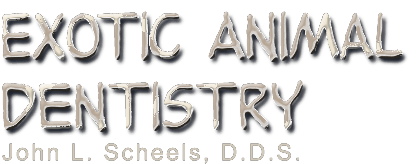 Dr. John Scheels - Exotic Animal Dentistry