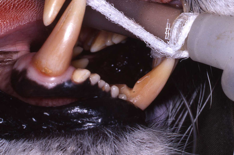 Dr. John Scheels - Exotic Animal Dentistry