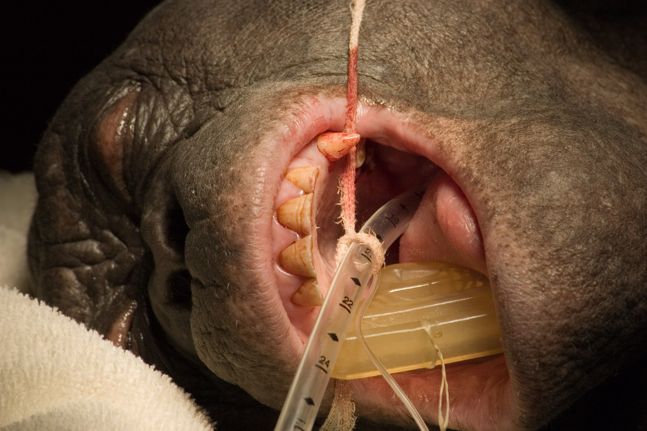 Dr. John Scheels - Exotic Animal Dentistry