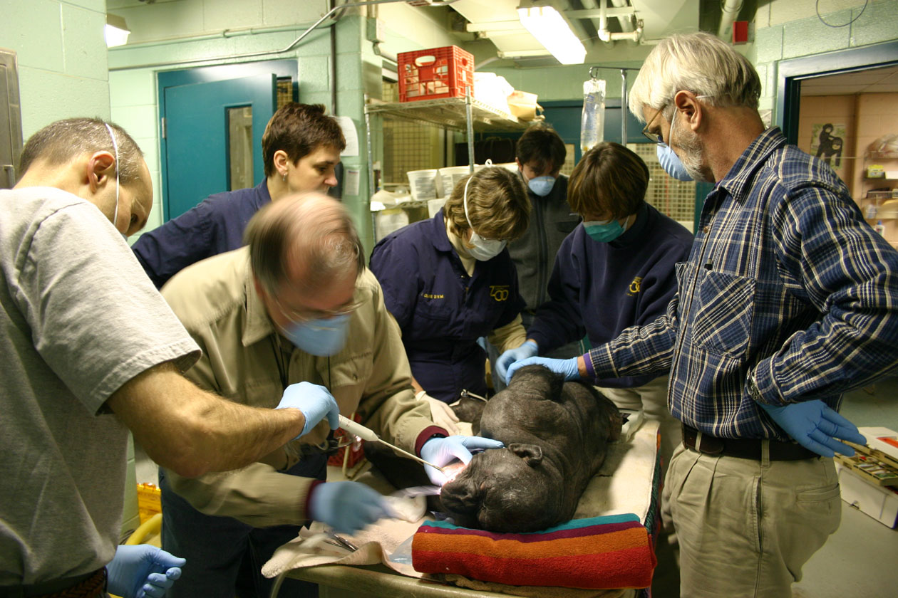 Dr. John Scheels - Exotic Animal Dentistry