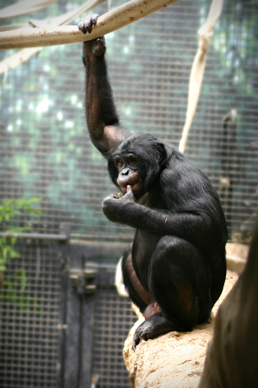 Dr. John Scheels - Exotic Animal Dentistry