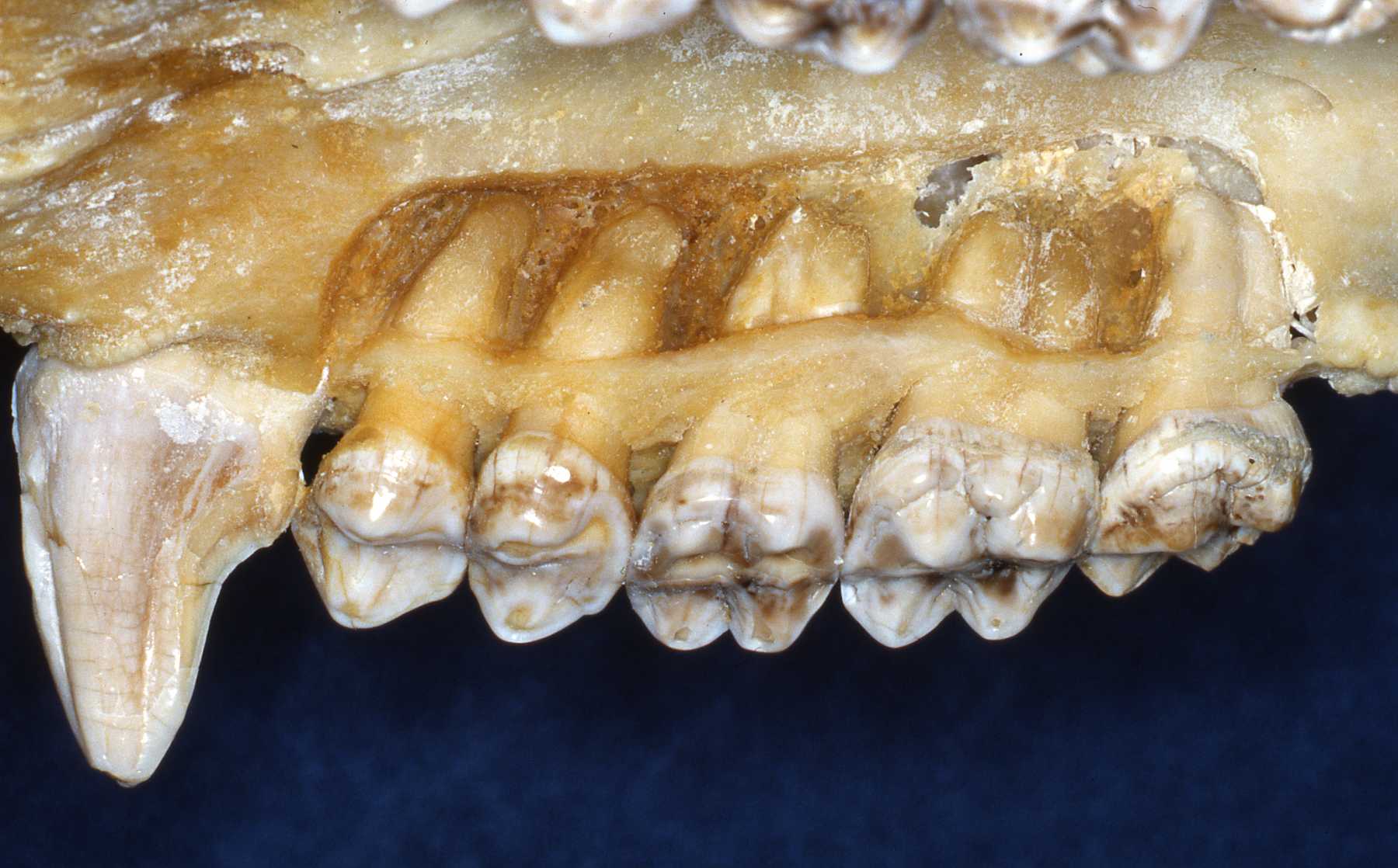 Dental Formula Of Primates at Terry Piedra blog