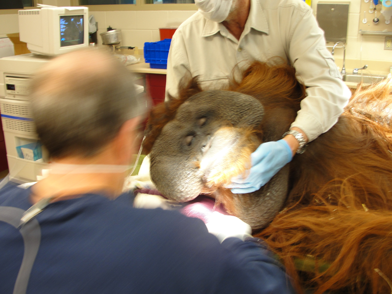 Dr. John Scheels - Exotic Animal Dentistry