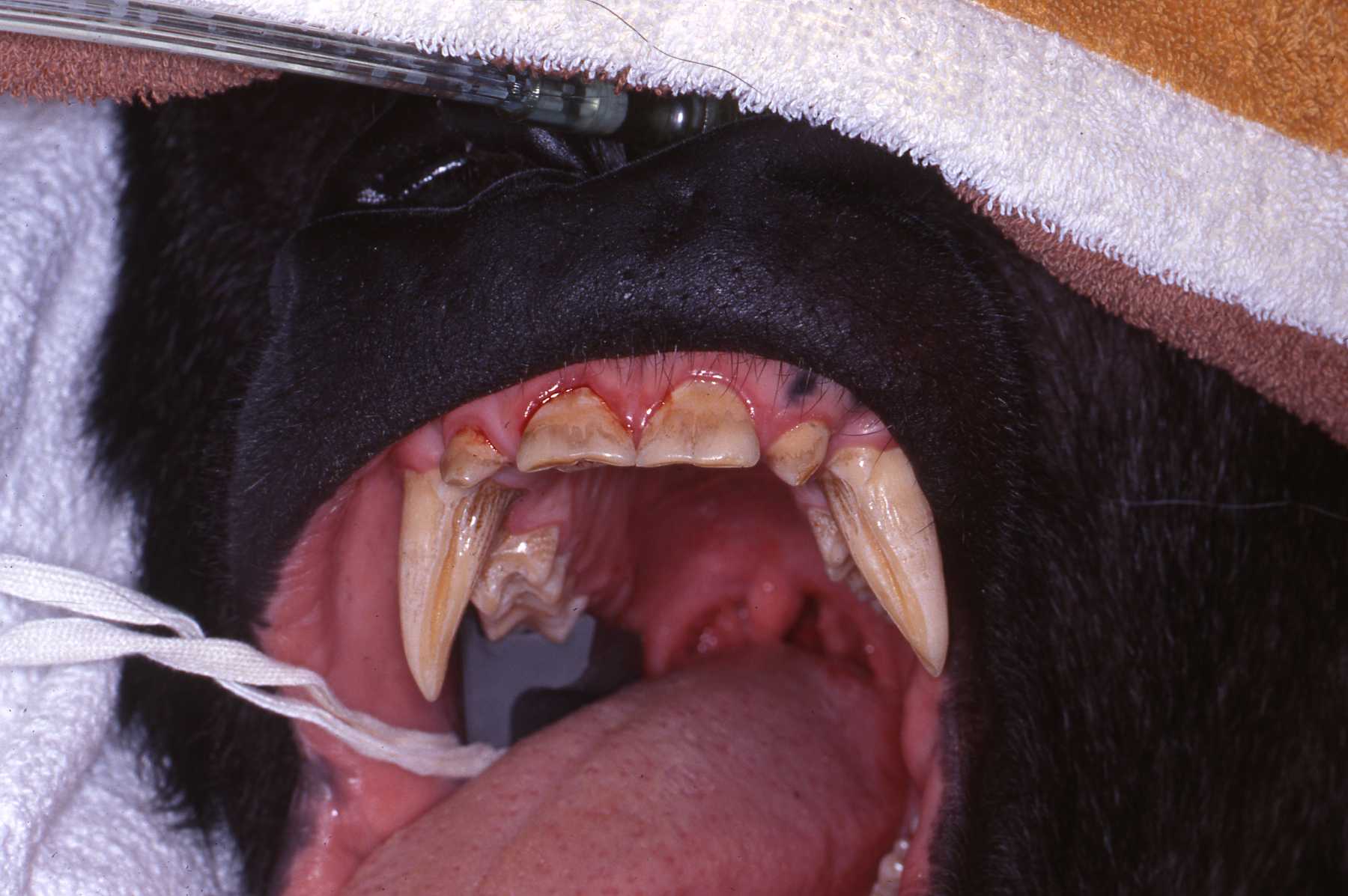 Dr. John Scheels - Exotic Animal Dentistry