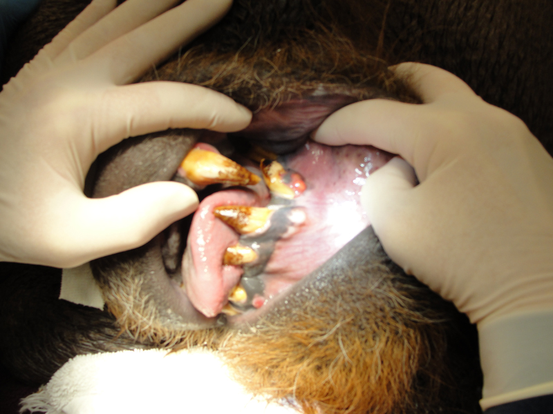 Dr. John Scheels - Exotic Animal Dentistry