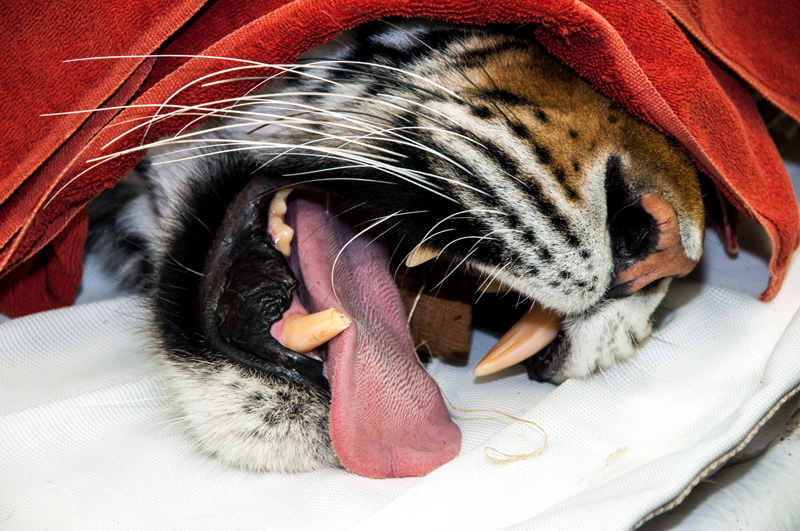 Dr. John Scheels - Exotic Animal Dentistry