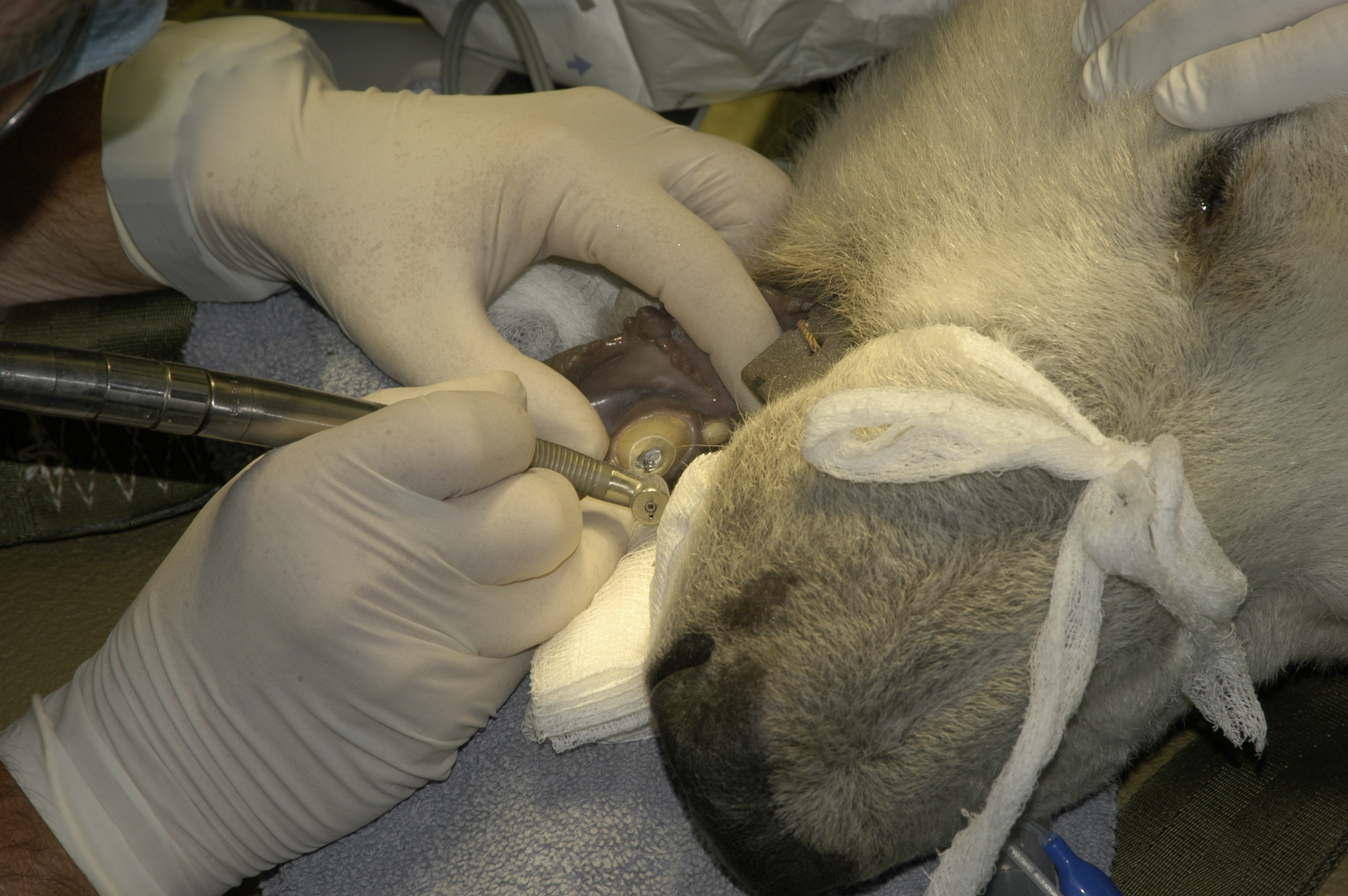 Dr. John Scheels - Exotic Animal Dentistry