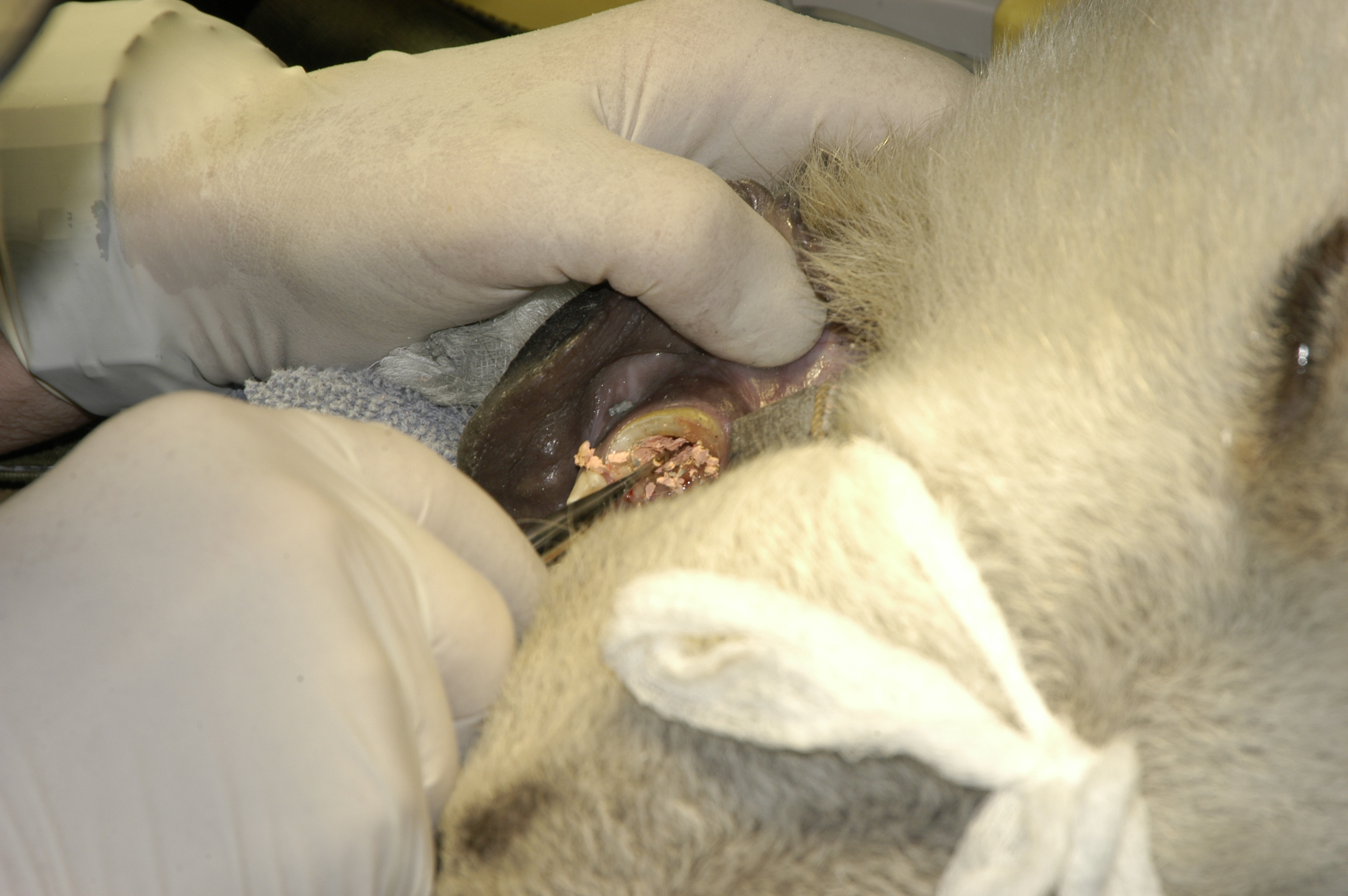 Dr. John Scheels - Exotic Animal Dentistry