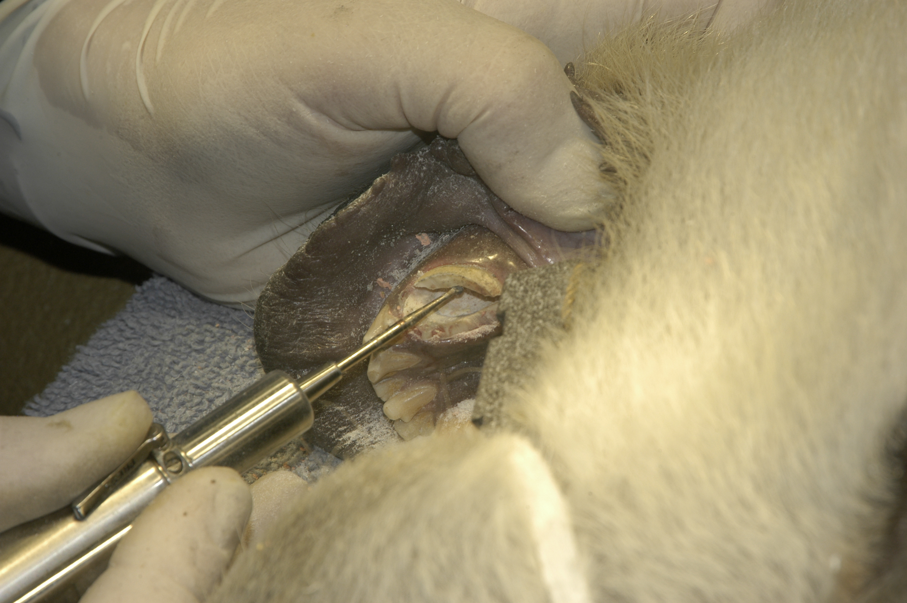 Dr. John Scheels - Exotic Animal Dentistry