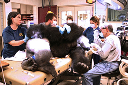 Dr. John Scheels - Exotic Animal Dentistry